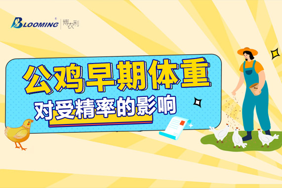 公雞早期（0—6周）體重對受精率的影響